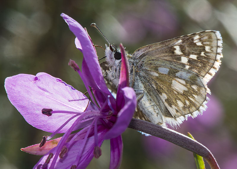 Pyrgus onopordi? No, Pyrgus carthami, Hesperiidae